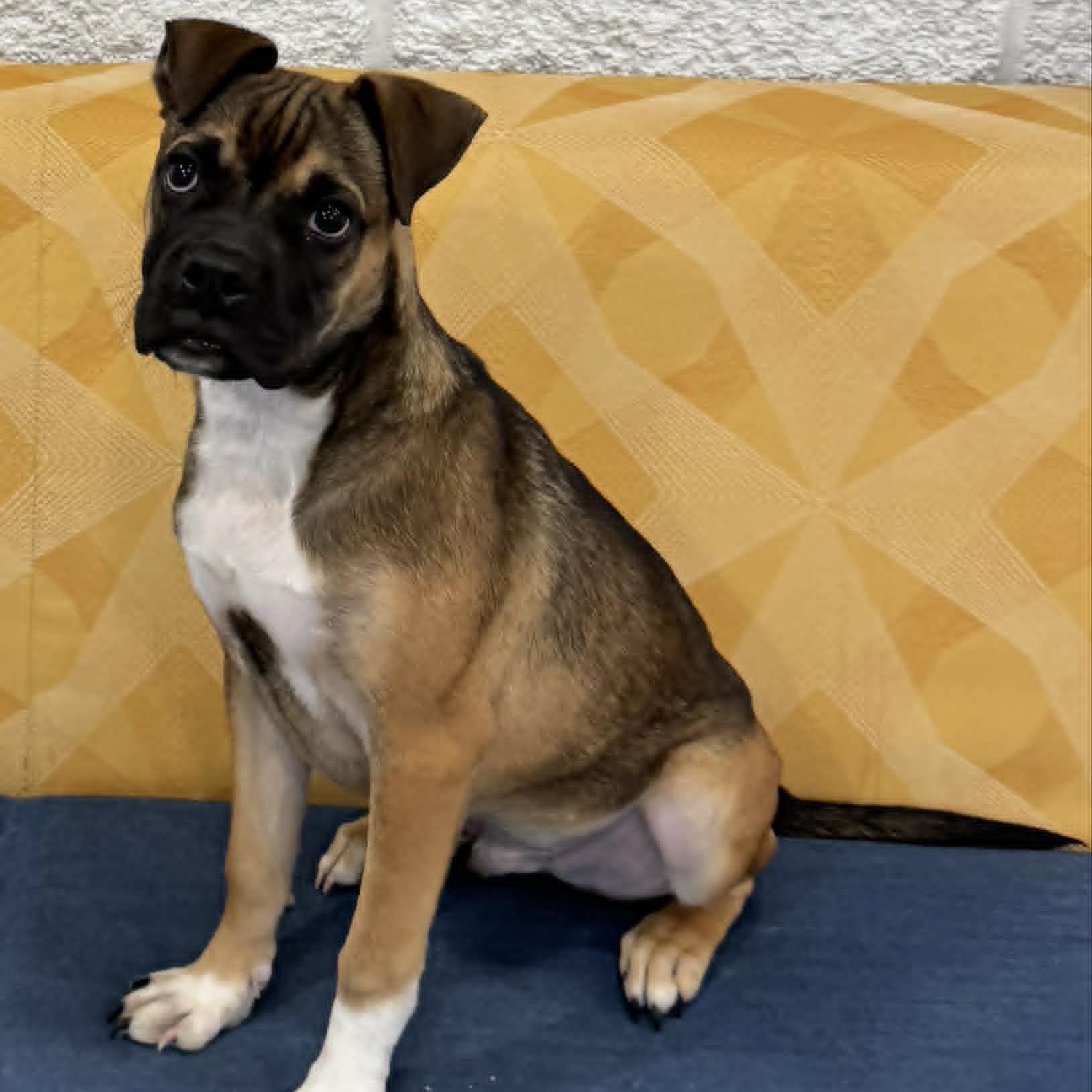 Trinidad, ADOPTABLE, Puppy Male Boxer.