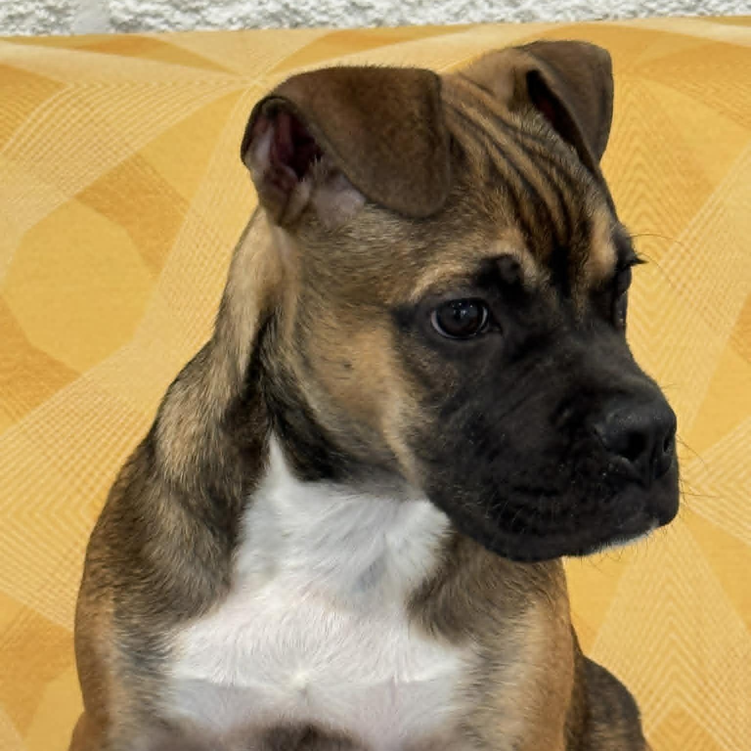 Trinidad, a ADOPTABLE mixed breed in Danbury, CT image 2/4