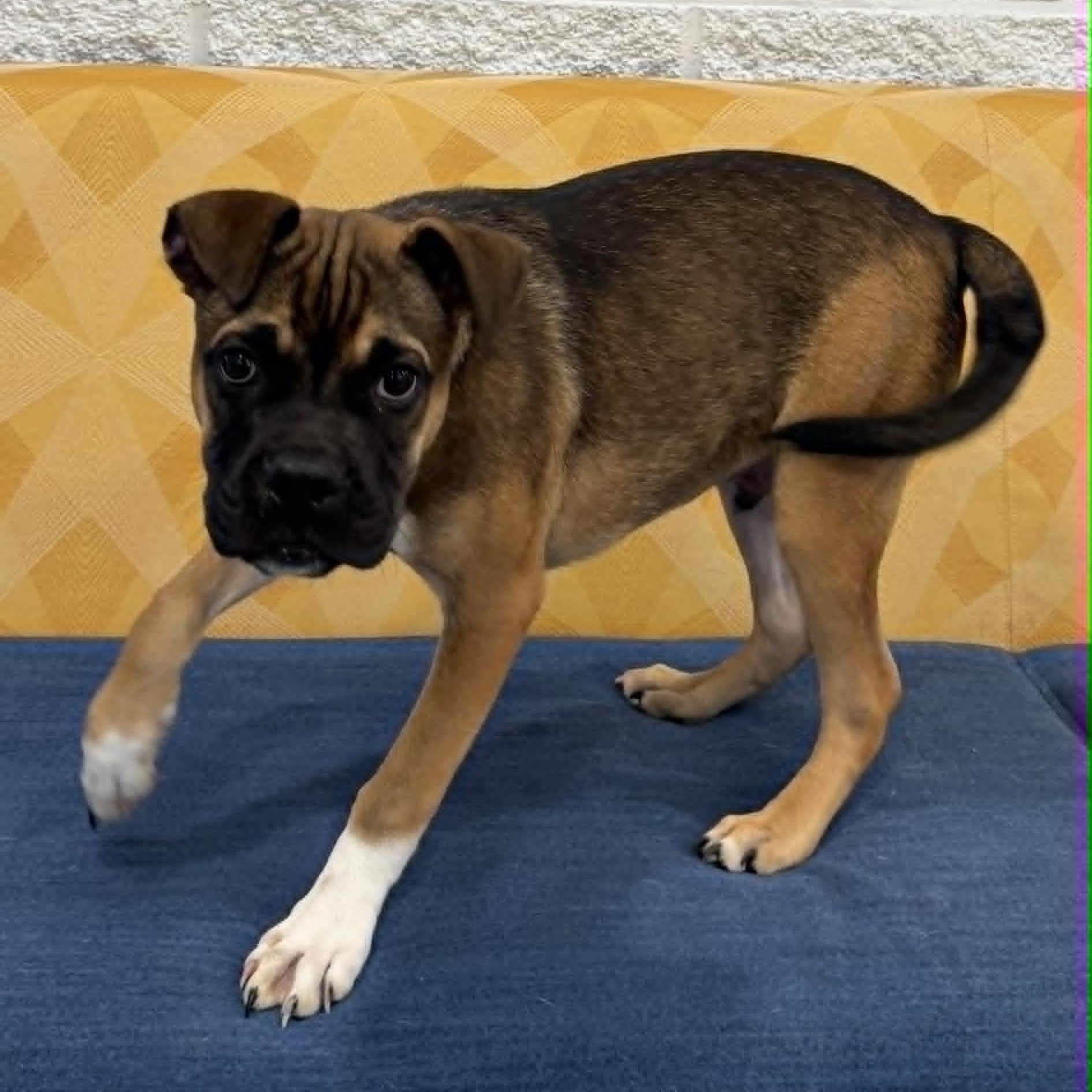 Trinidad, a ADOPTABLE mixed breed in Danbury, CT image 3/4