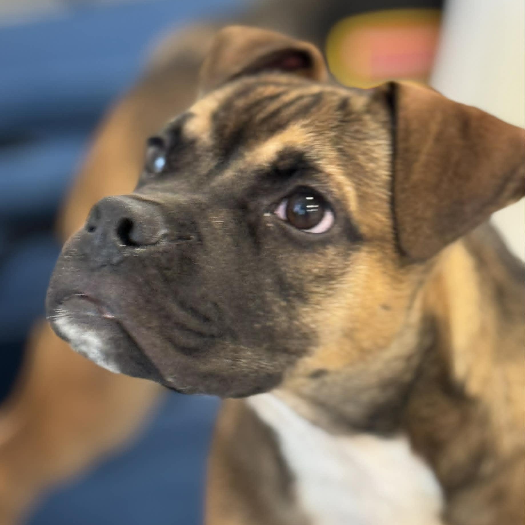 Trinidad, a ADOPTABLE mixed breed in Danbury, CT image 4/4