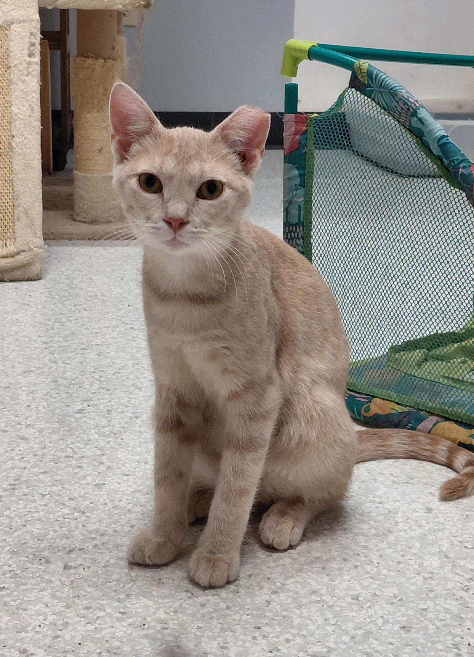 Jasper @ The Cat's Brew, a Adoptable mixed breed in Montello, WI image 1/3