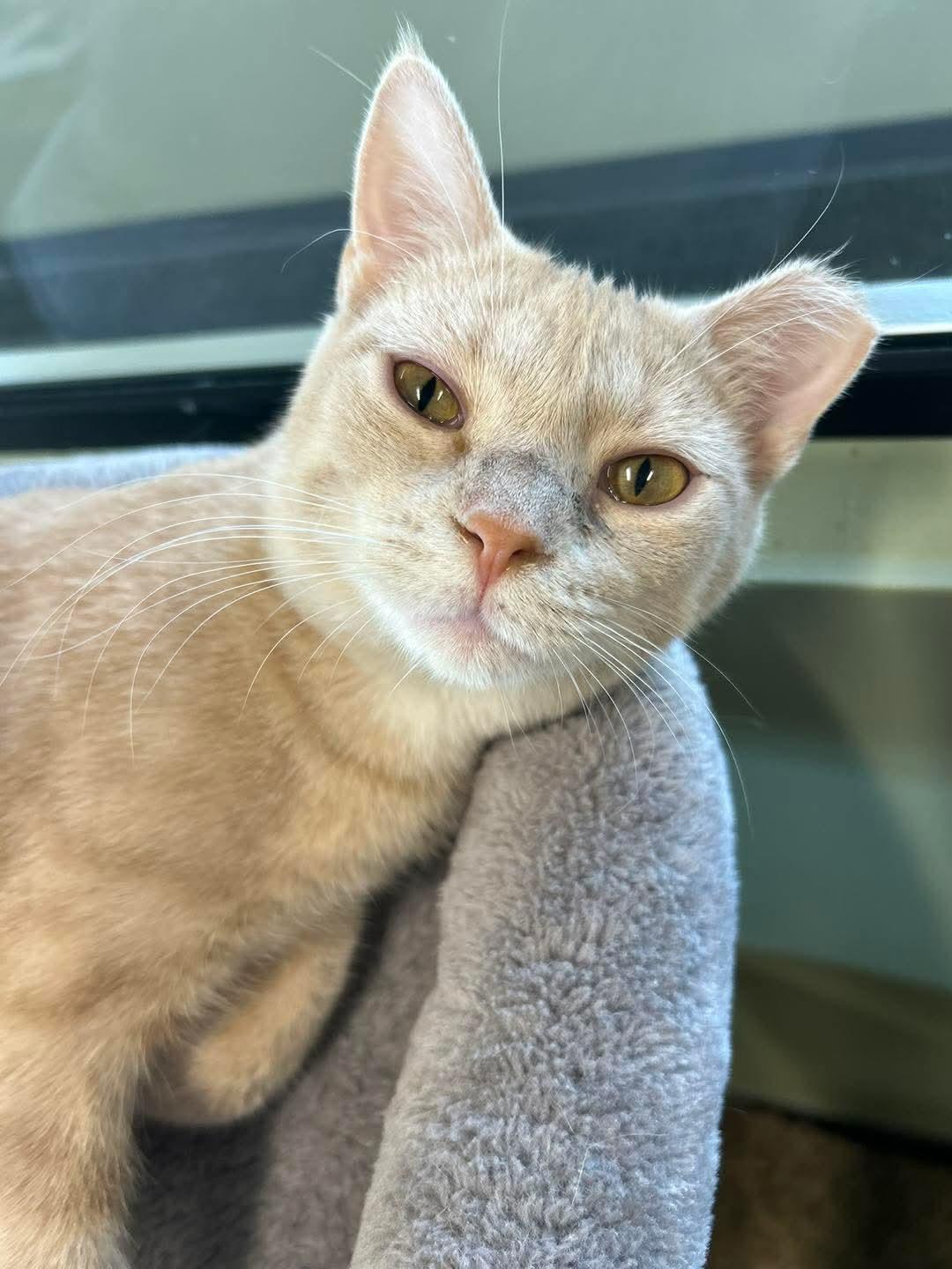 Jasper @ The Cat's Brew, a Adoptable mixed breed in Montello, WI image 2/3