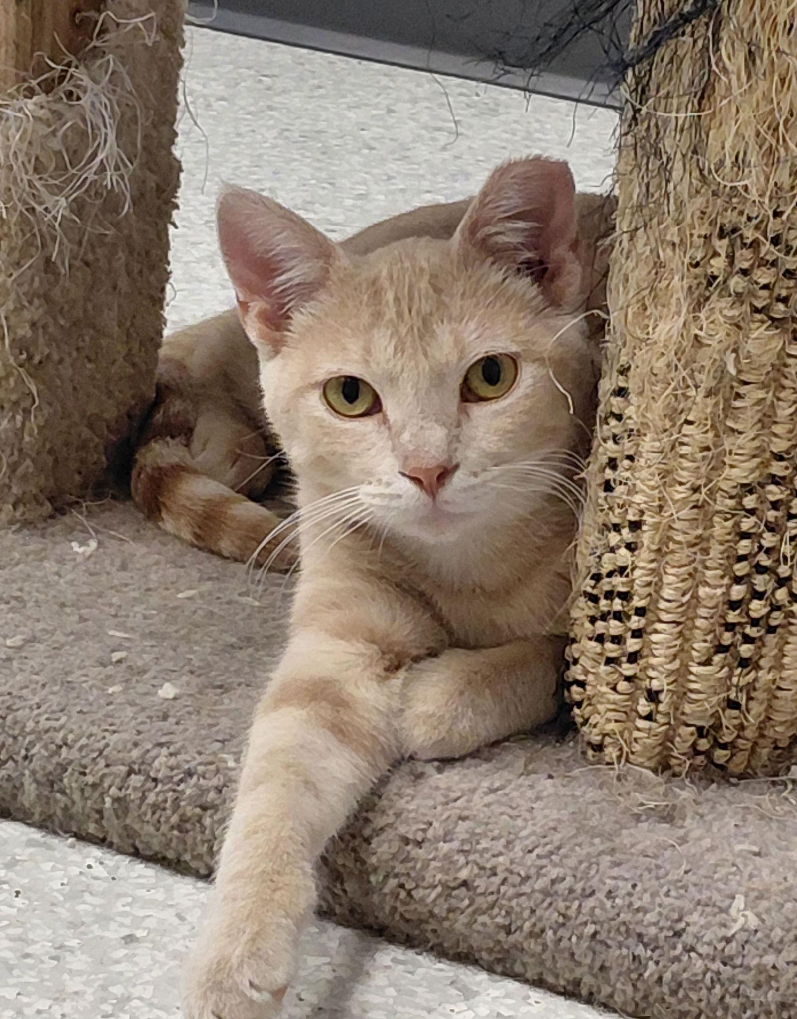 Jasper @ The Cat's Brew, a Adoptable mixed breed in Montello, WI image 3/3