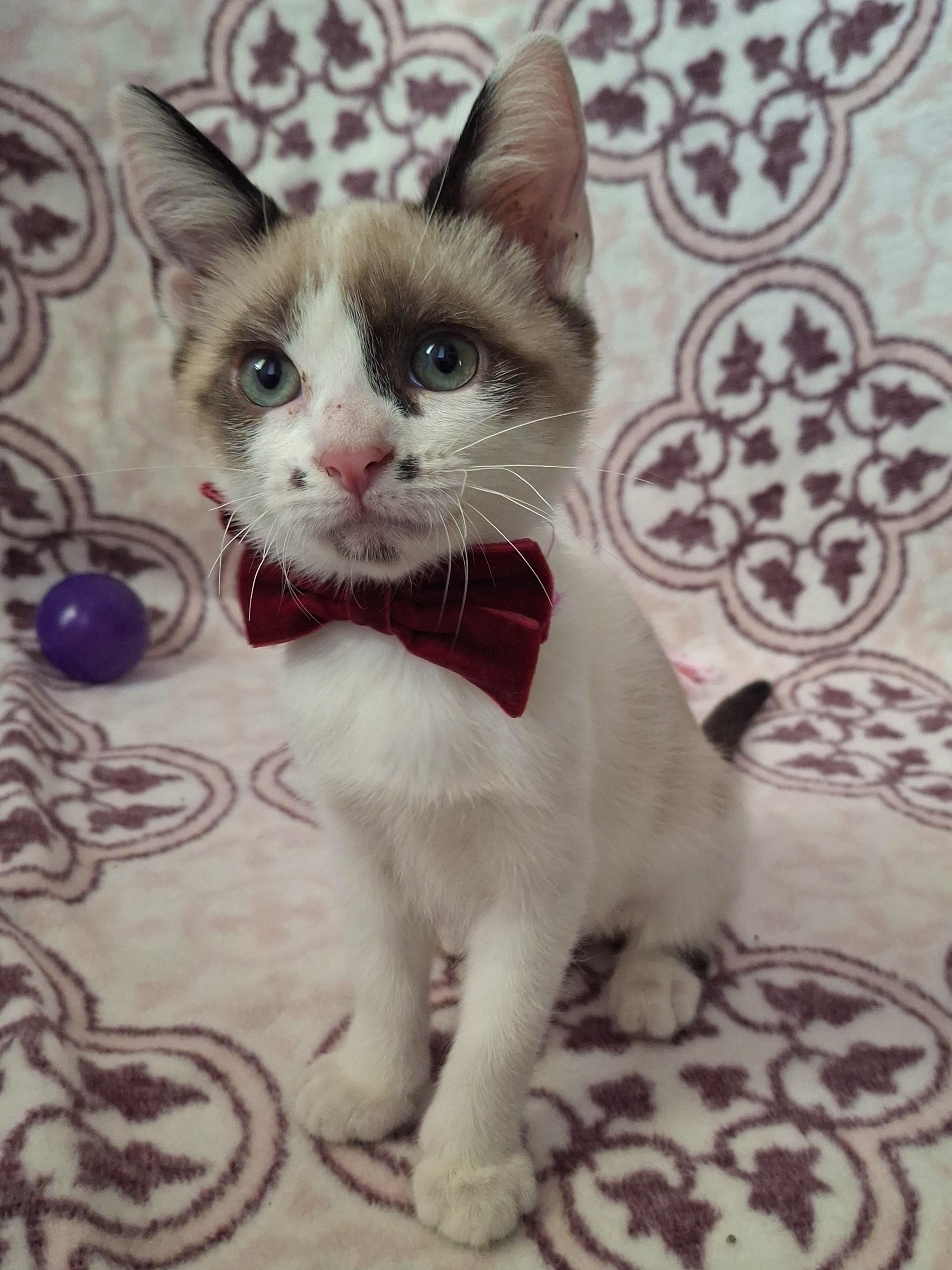 Enlarge CLOVER, an adoptable mixed breed in Fullerton, CA image 4/5
