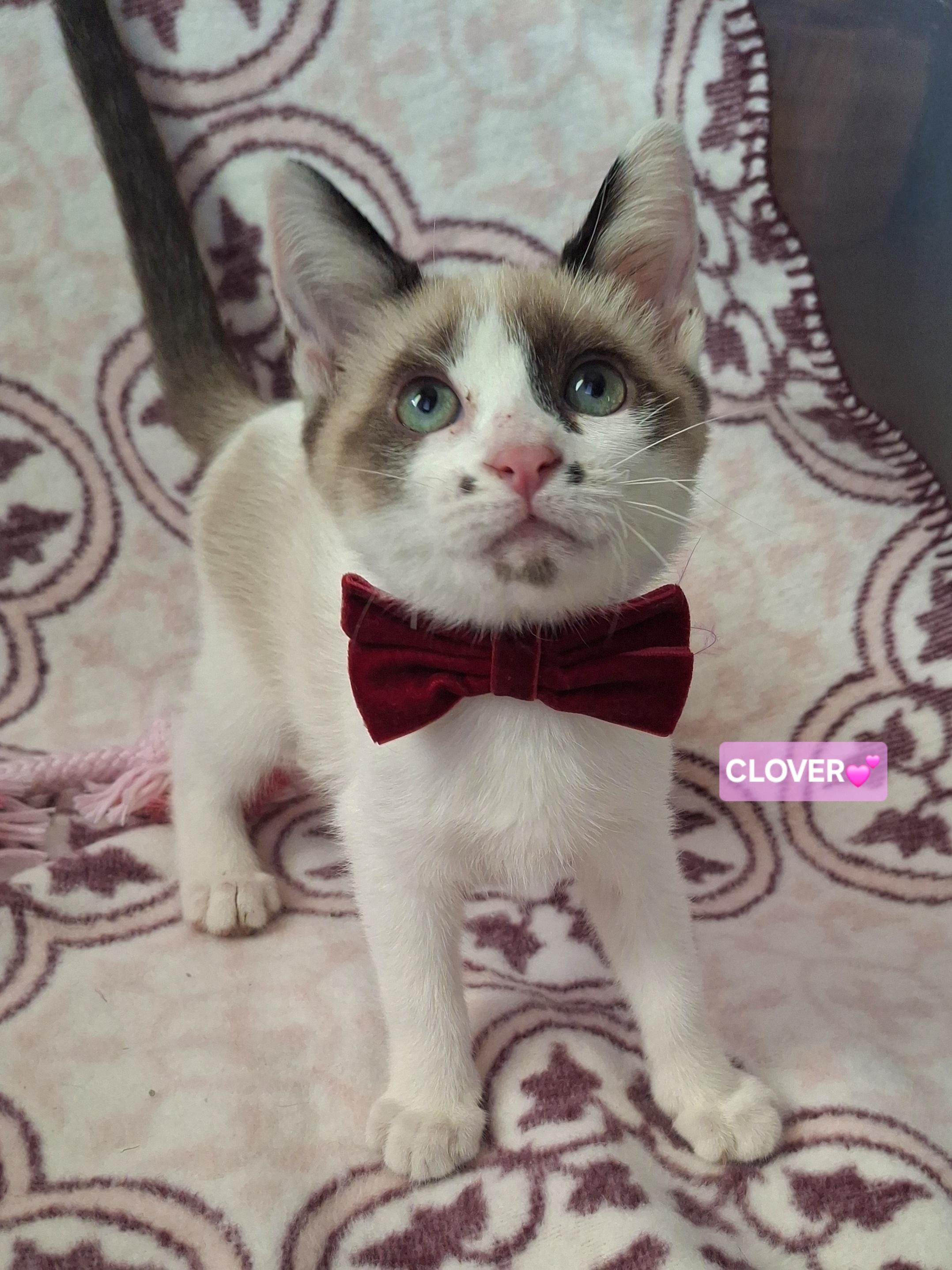 Enlarge CLOVER, an adoptable mixed breed in Fullerton, CA image 2/5