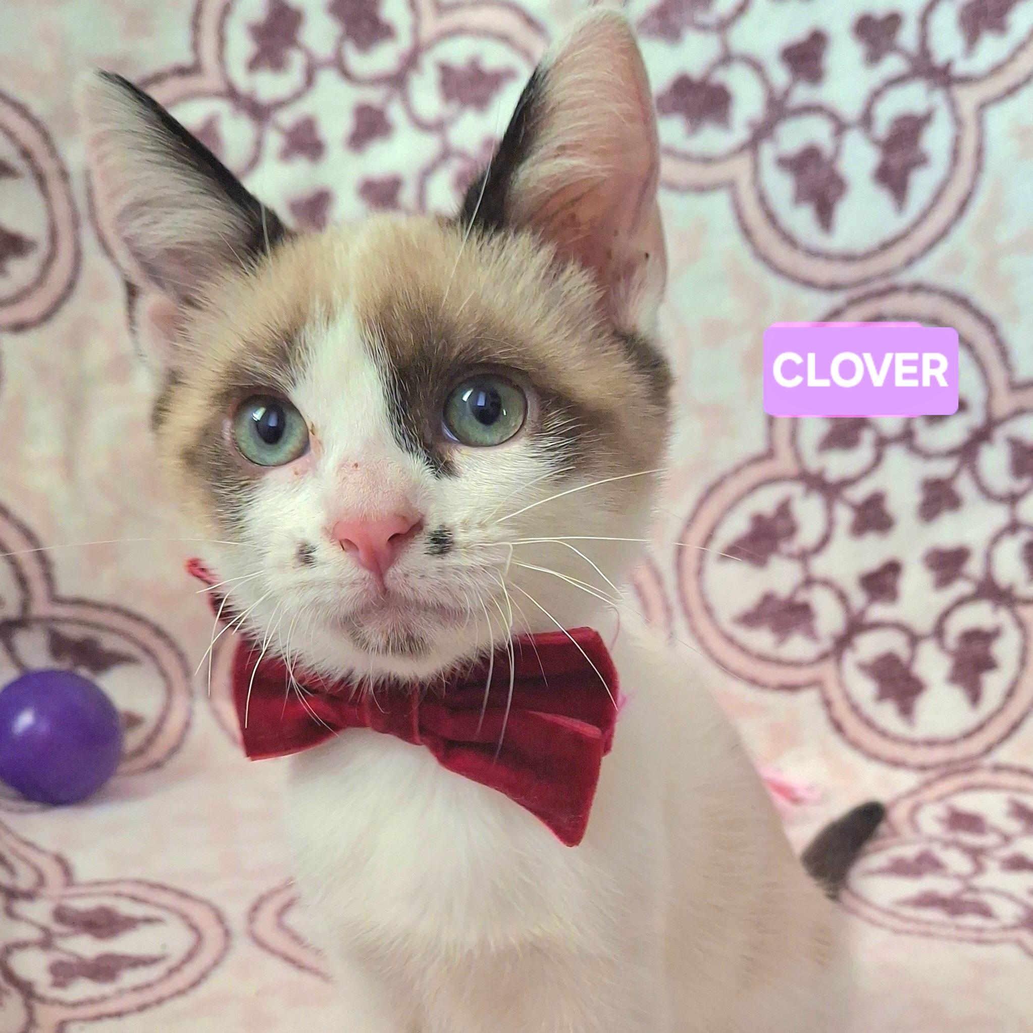 Enlarge CLOVER, an adoptable mixed breed in Fullerton, CA image 1/5