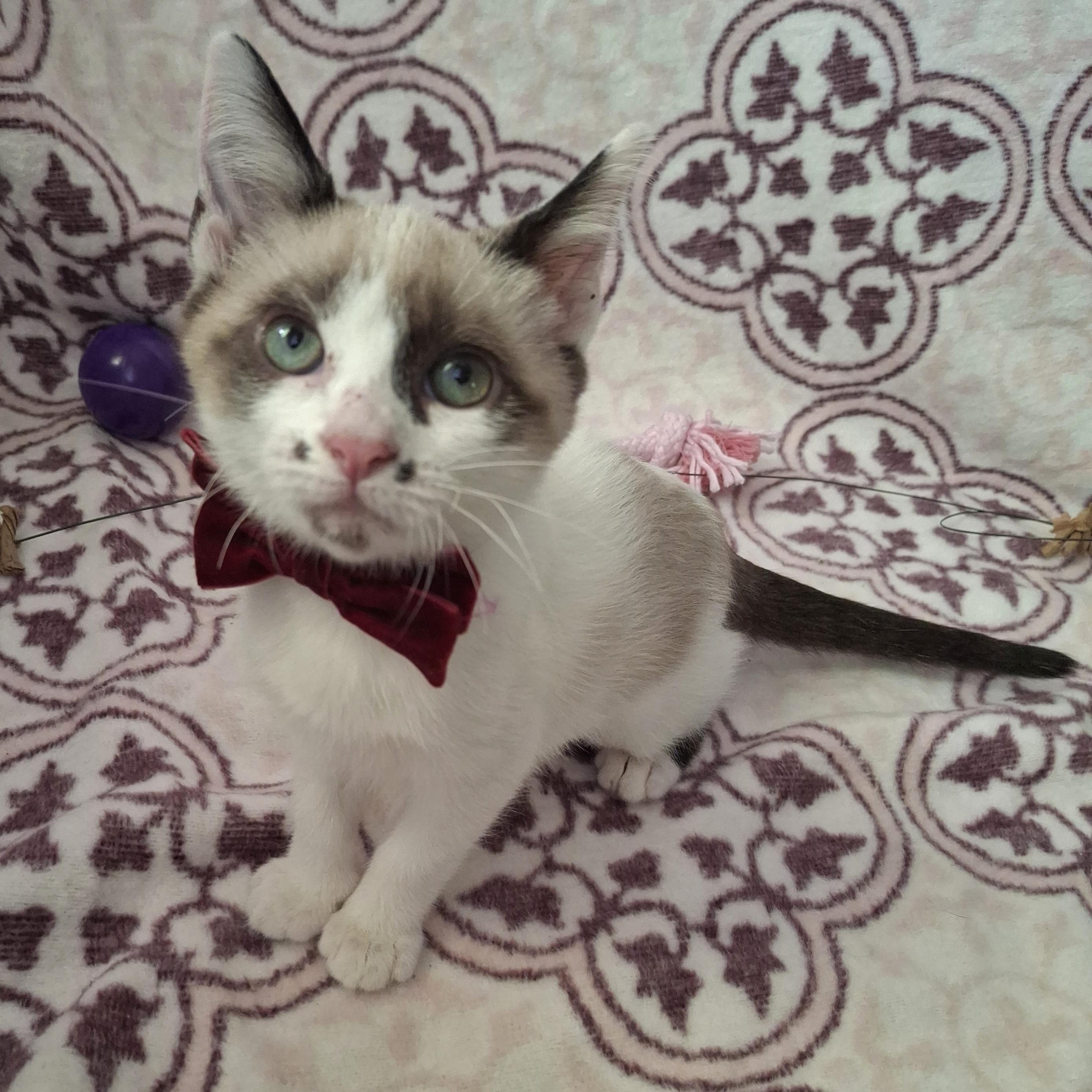 Enlarge CLOVER, an adoptable mixed breed in Fullerton, CA image 5/5