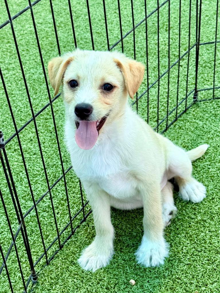 Malt, Adoptable, Puppy Male Terrier & Mixed Breed.