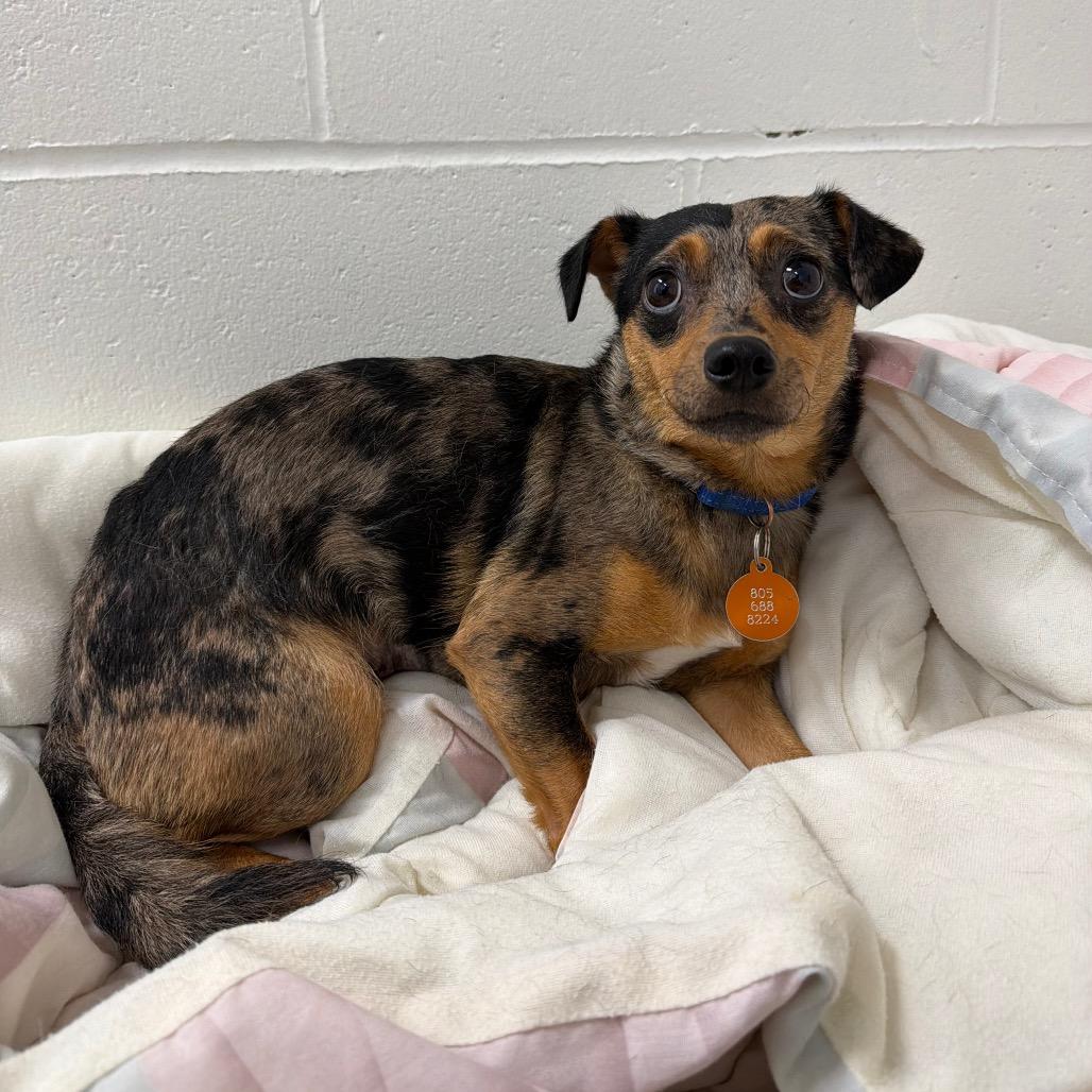 Judy Hopps, Adoptable, Adult Female Chihuahua.