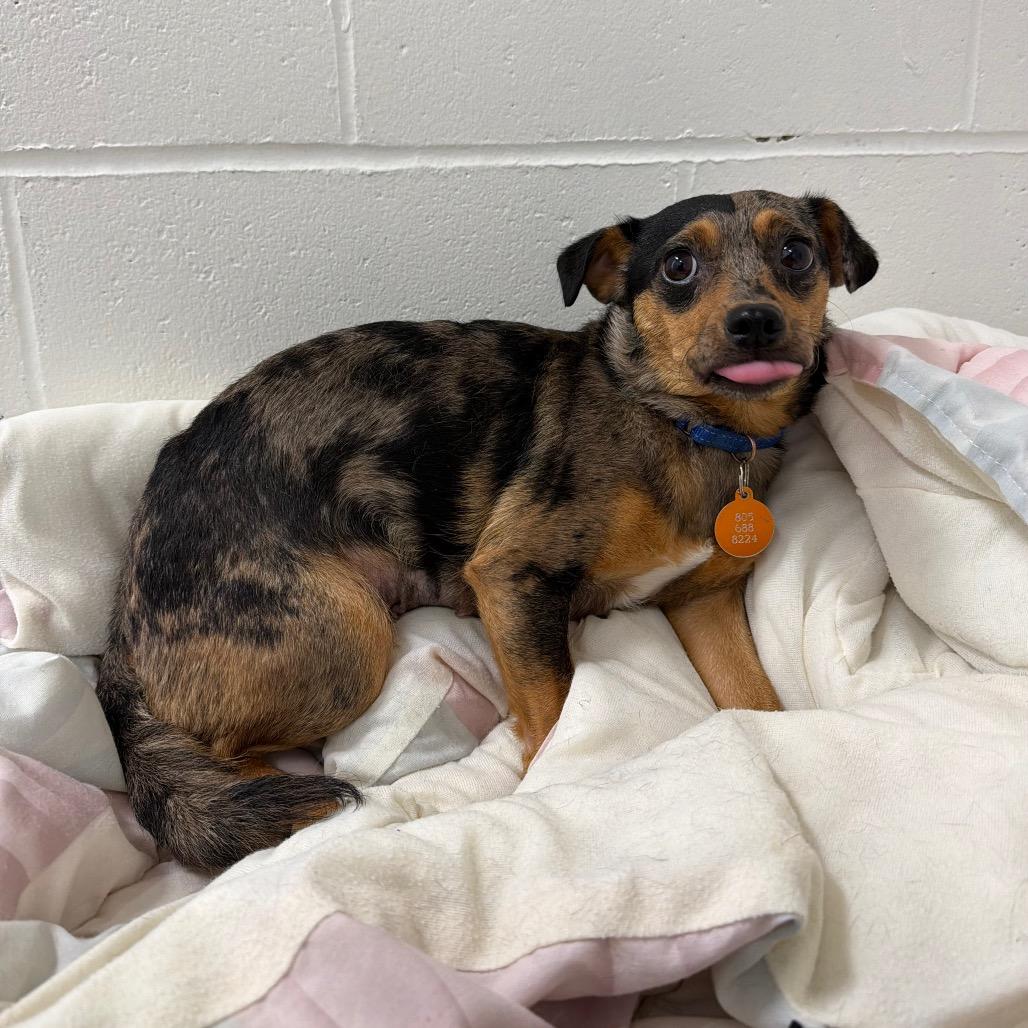 Enlarge Judy Hopps, a Adoptable Chihuahua in Buellton, CA image 2/2