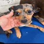 Judy Hopps, Adoptable, Adult Female Chihuahua.