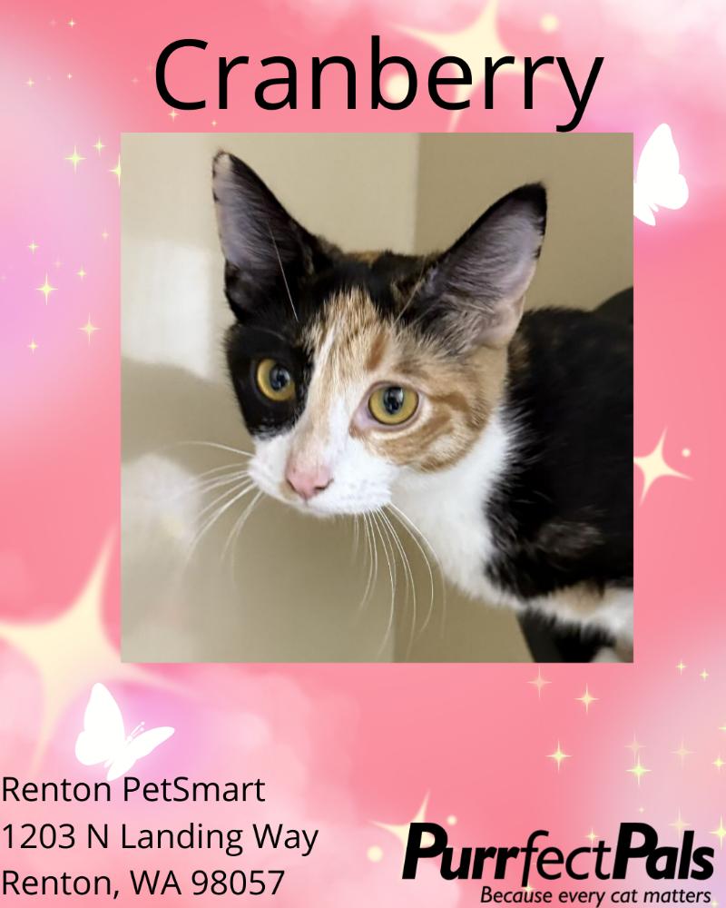 Cranberry, Adoptable, Young Female Domestic Short Hair.