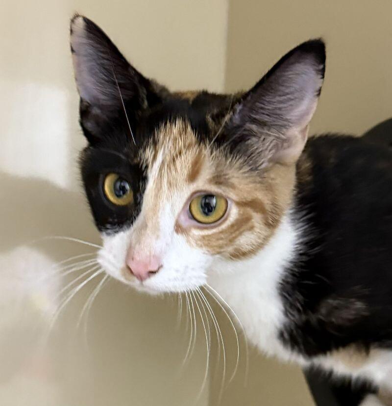 Enlarge Cranberry, a Adoptable Domestic Short Hair in Arlington, WA image 1/1
