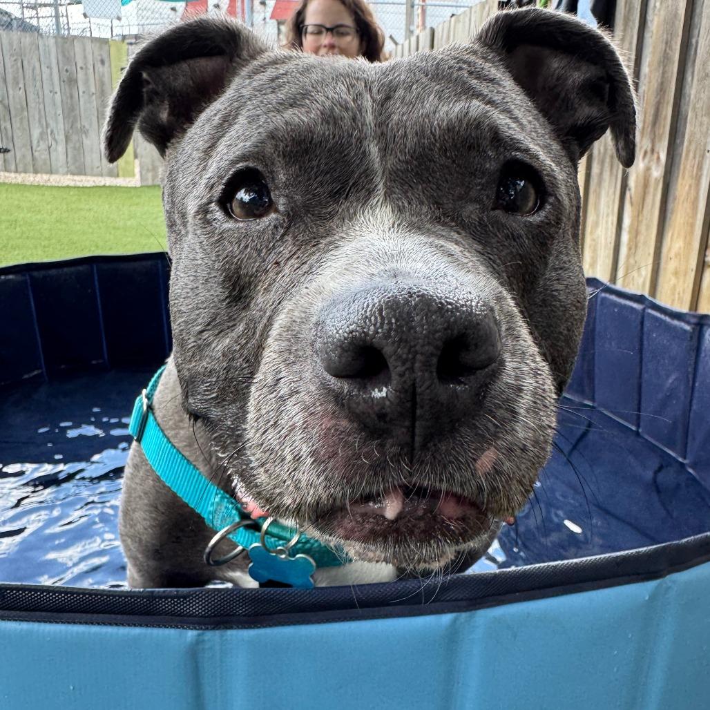 Hattie, Adoptable, Senior Female American Staffordshire Terrier.