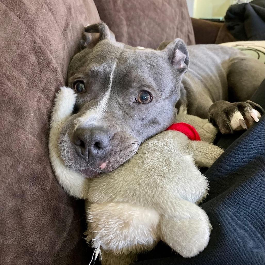 Enlarge Hattie, a Adoptable mixed breed in Chicago, IL image 2/6