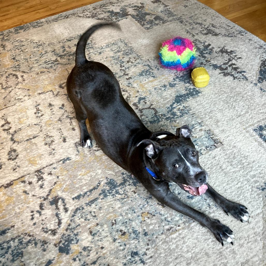 Hattie, Adoptable, Senior Female American Staffordshire Terrier & Mixed Breed.