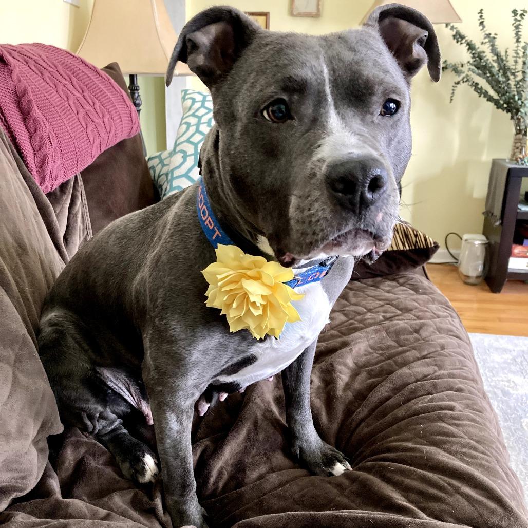 Hattie, a Adoptable mixed breed in Chicago, IL image 4/6
