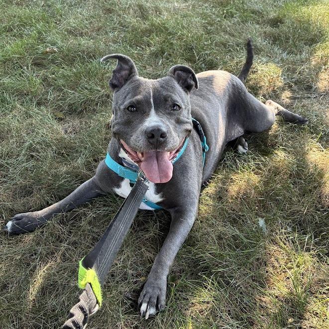 Hattie, a Adoptable mixed breed in Chicago, IL image 2/6