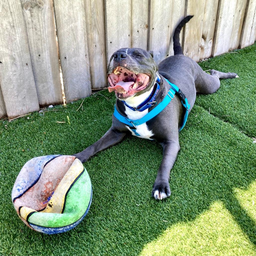 Enlarge Hattie, a Adoptable mixed breed in Chicago, IL image 6/6