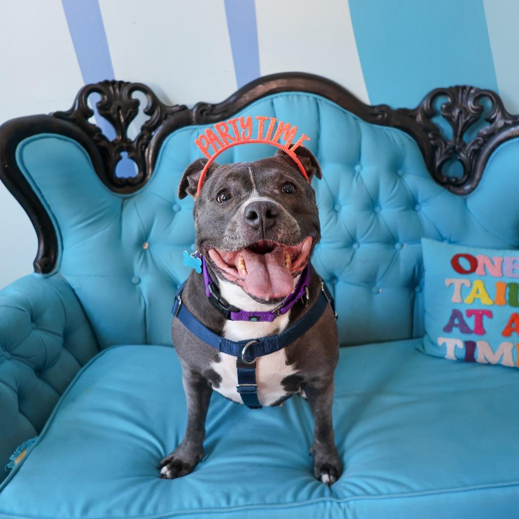 Enlarge Hattie, a Adoptable mixed breed in Chicago, IL image 6/6