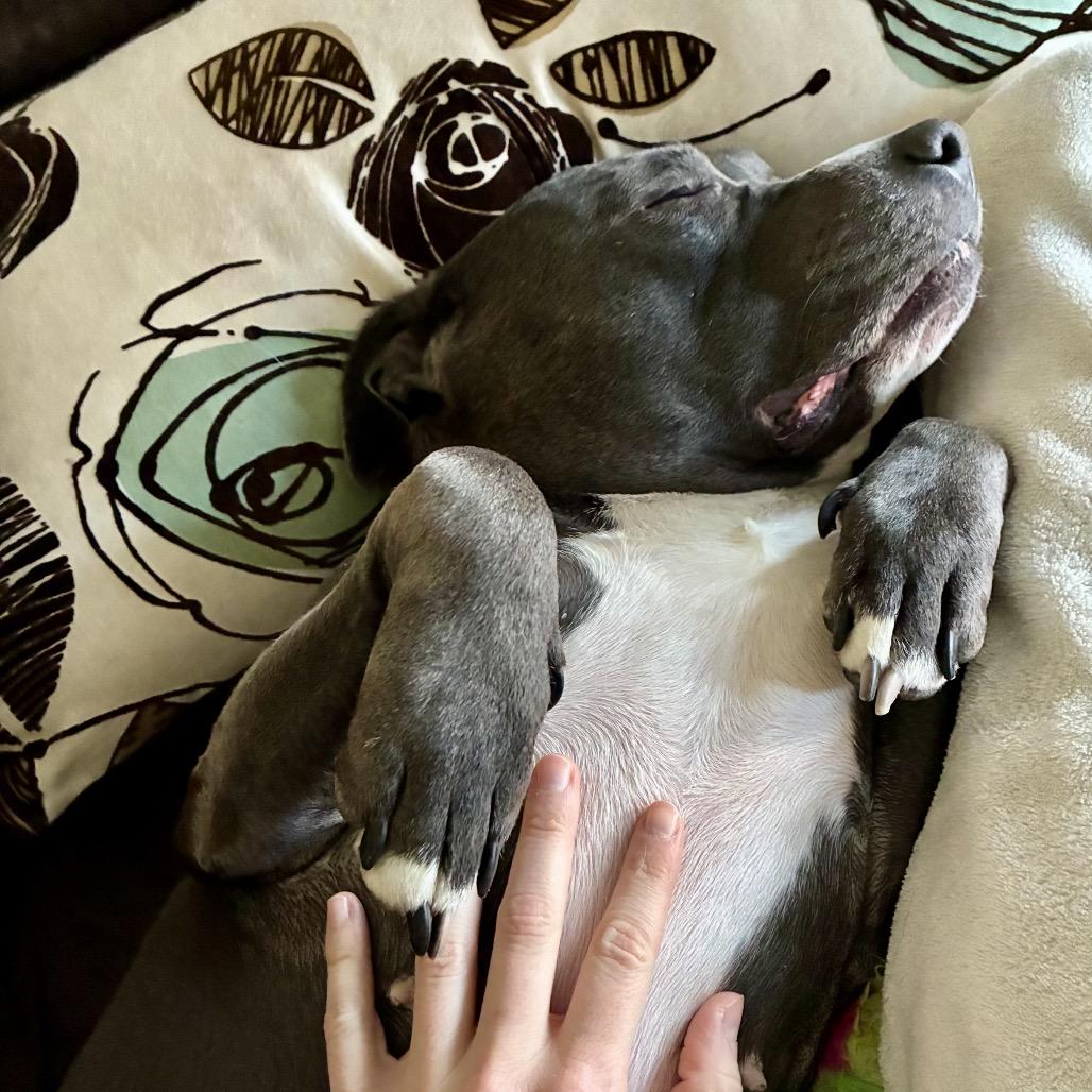 Hattie, a Adoptable mixed breed in Chicago, IL image 4/6