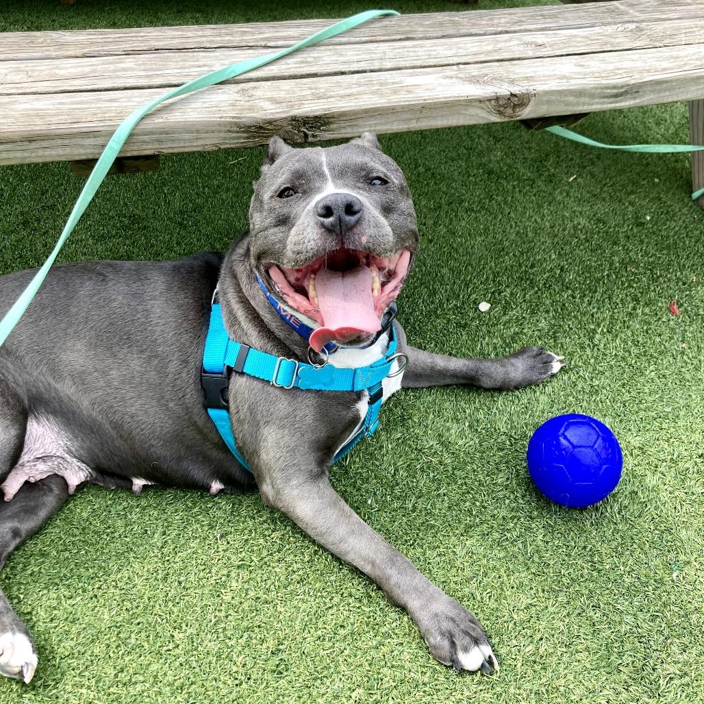 Hattie, a Adoptable mixed breed in Chicago, IL image 5/6