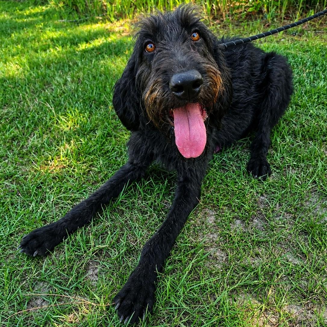 Calvin, a Adoptable mixed breed in Quincy, MI image 3/6