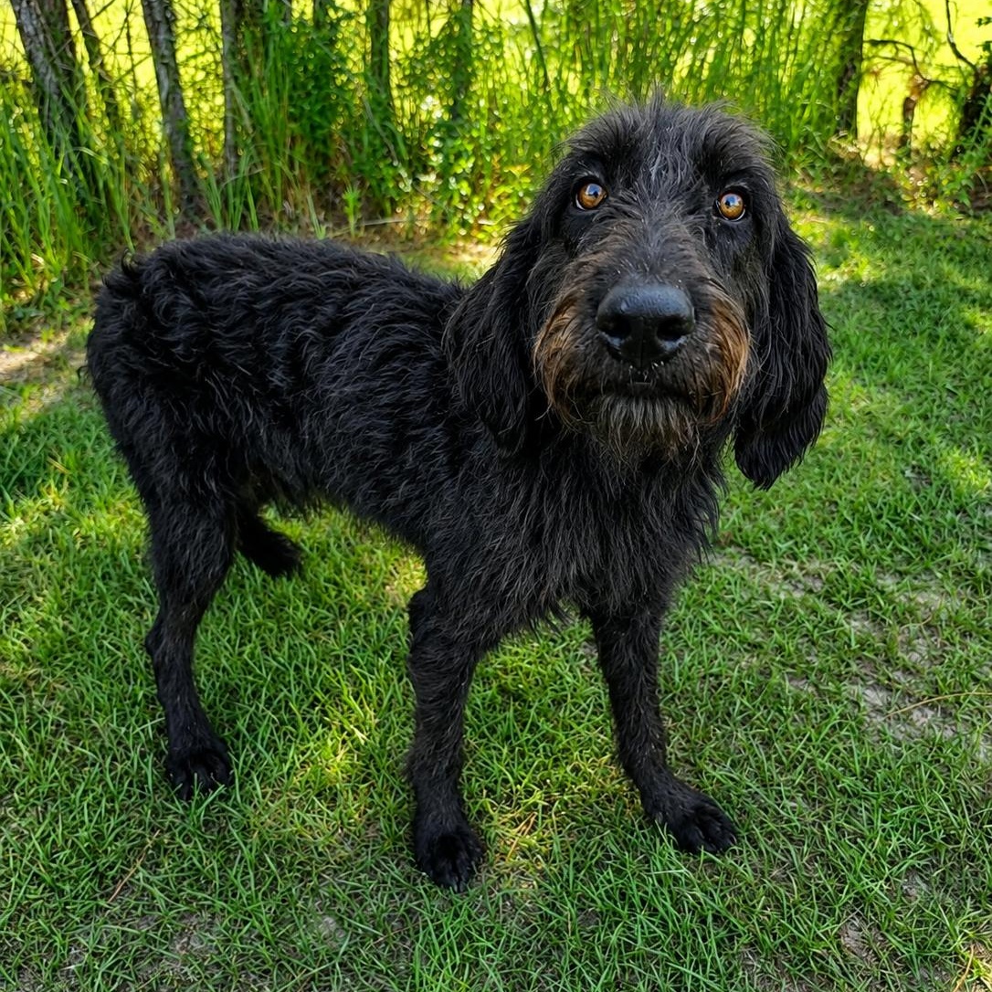 Calvin, a Adoptable mixed breed in Quincy, MI image 6/6