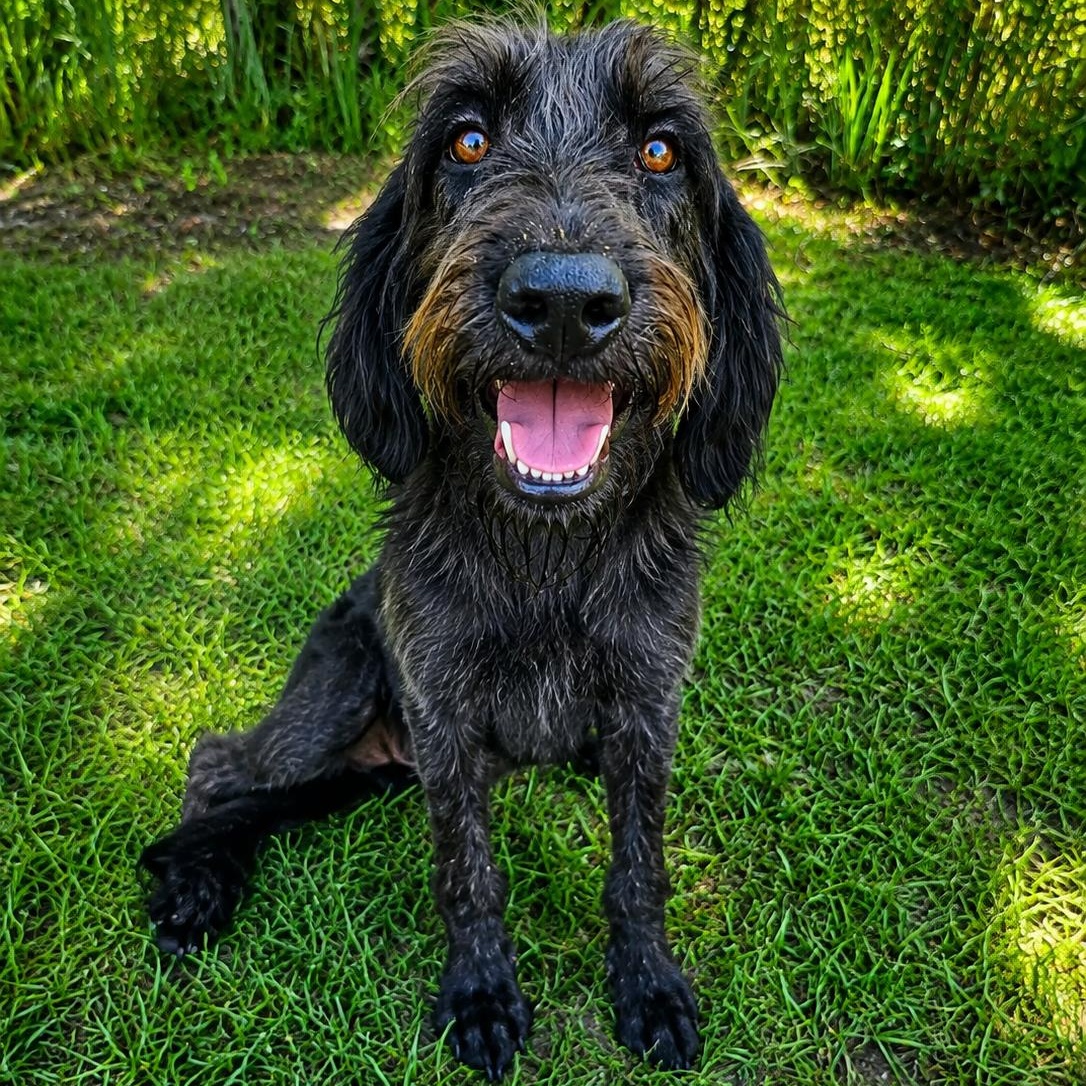 Calvin, Adoptable, Adult Male Labradoodle.