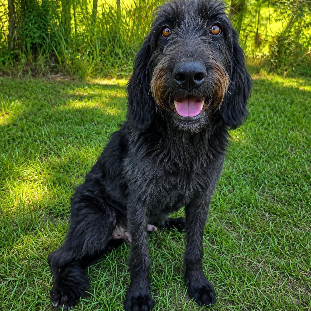 Calvin, a Adoptable mixed breed in Quincy, MI image 4/6