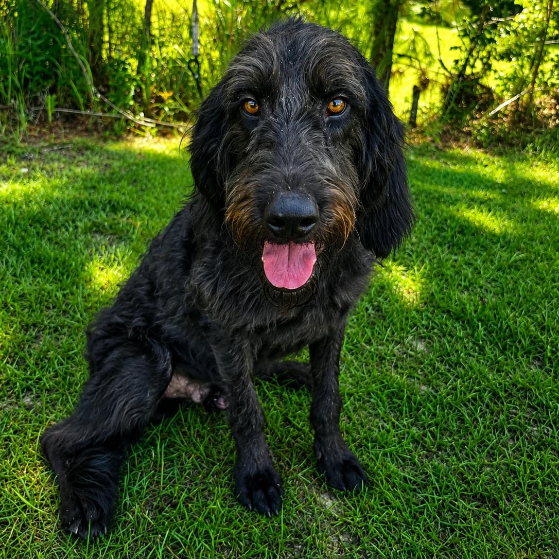 Calvin, a Adoptable mixed breed in Quincy, MI image 5/6