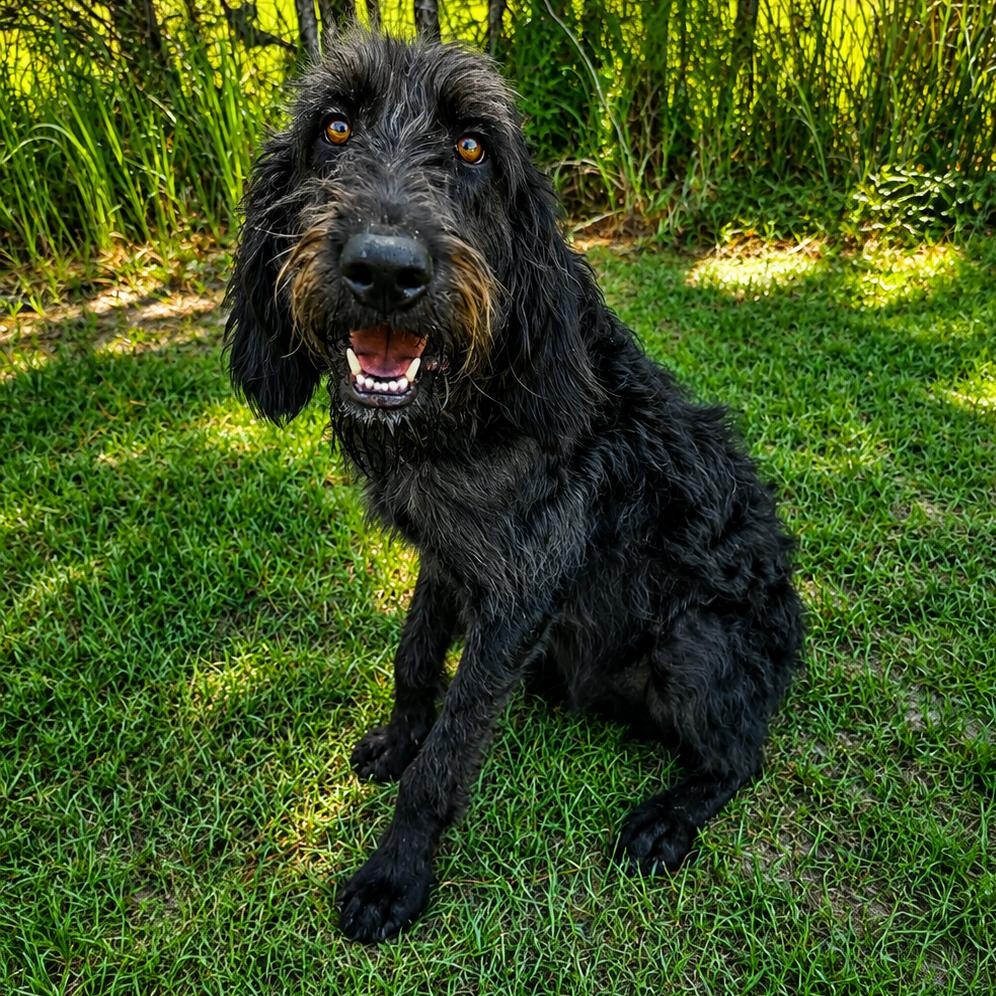 Calvin, a Adoptable mixed breed in Quincy, MI image 2/6