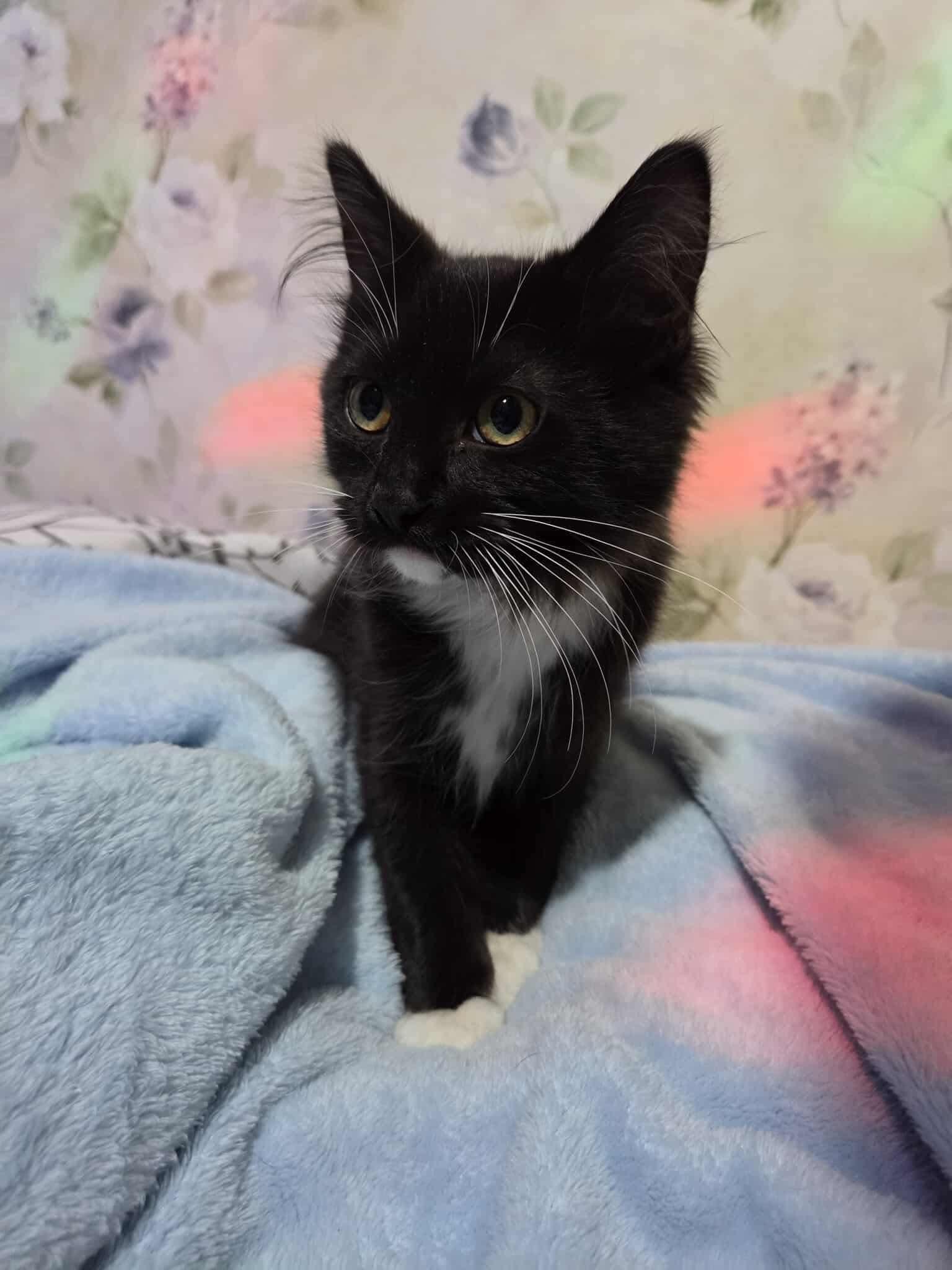 Mister, adopted, Kitten Male Domestic Long Hair.