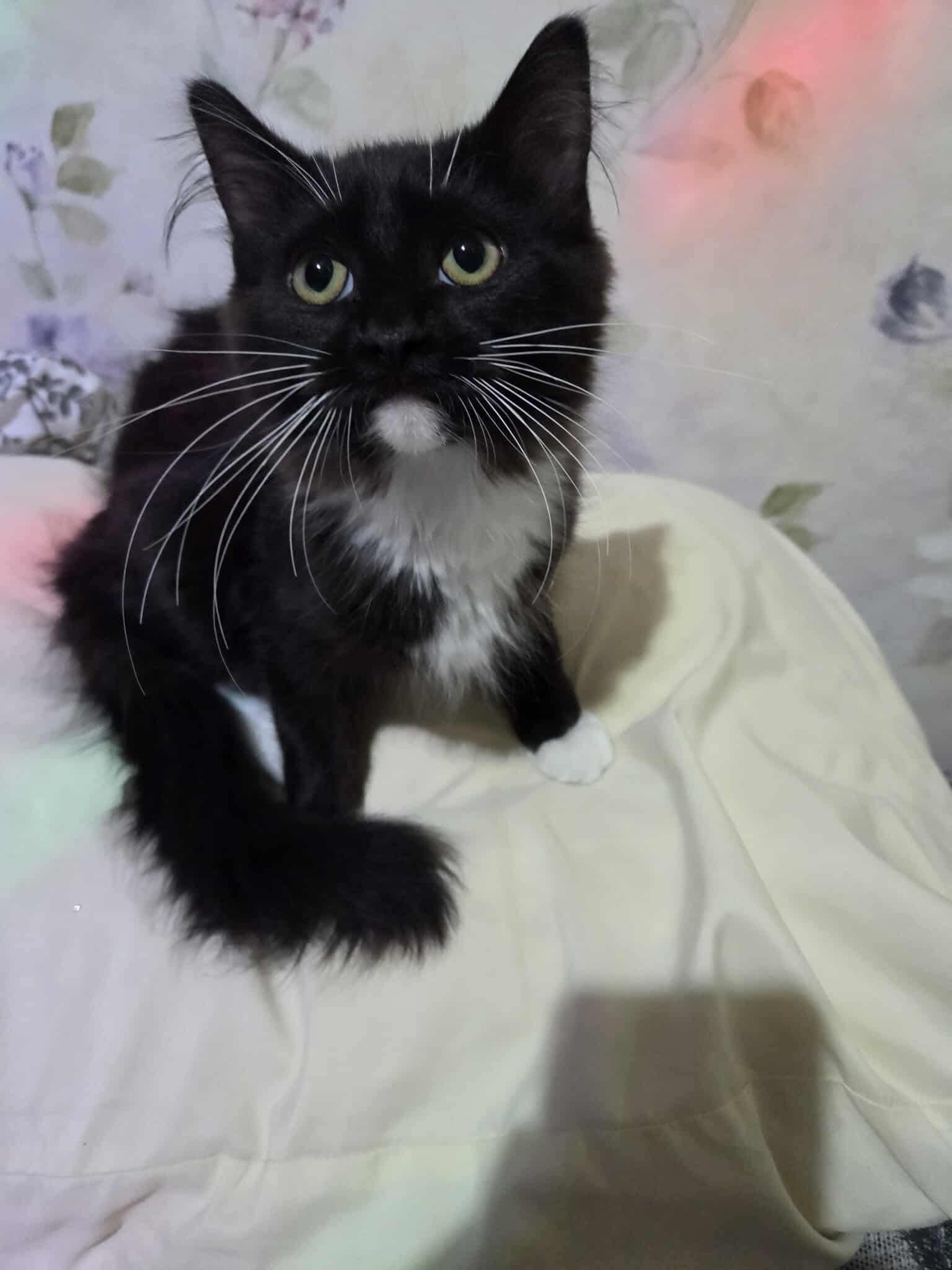 Enlarge Mister, an adopted Domestic Long Hair in Madison, WI image 2/4