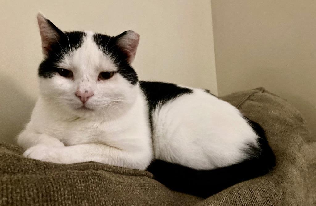 Porter, Adoptable, Adult Male Domestic Short Hair.