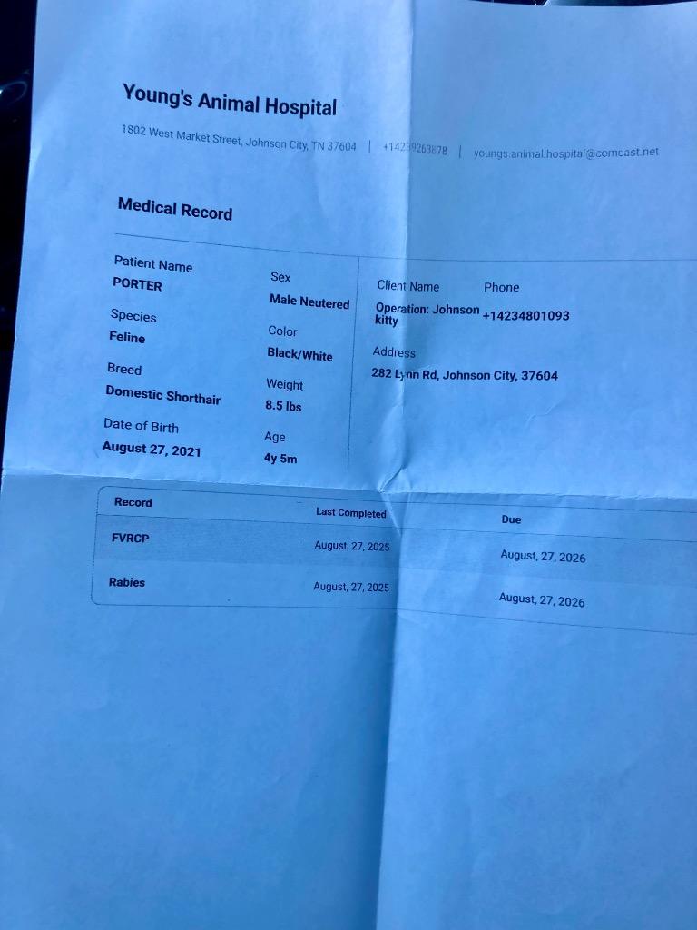 Porter, a Adoptable mixed breed in Greeneville, TN image 2/2