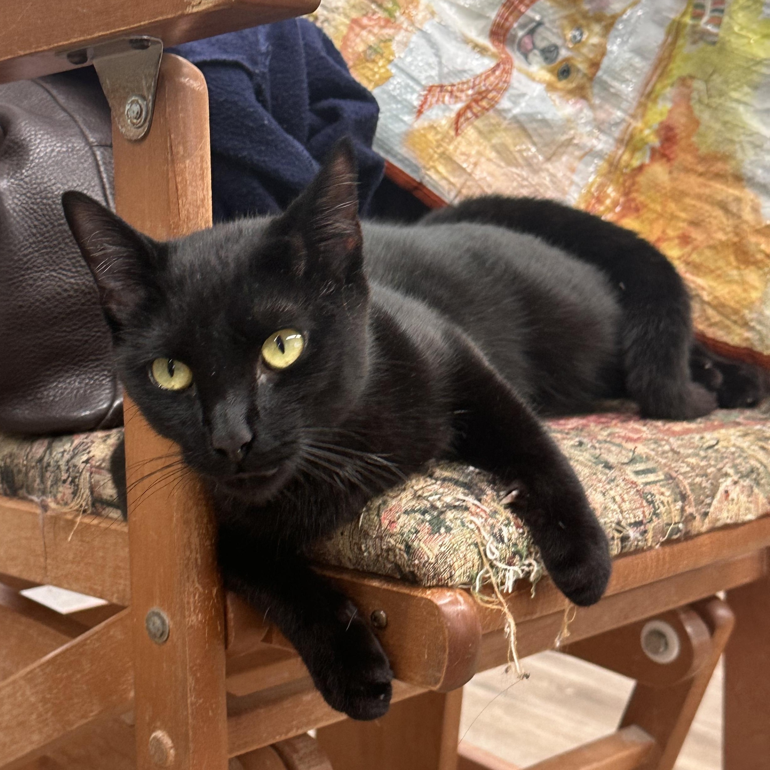 Enlarge Daphne, a Adopted American Shorthair in Fort Kent, ME image 1/1