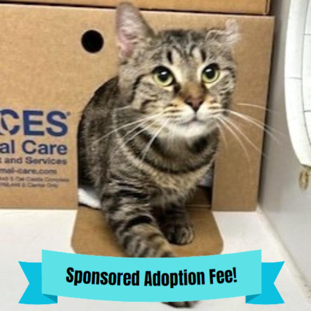 Cyrus, Adoptable, Adult Male Domestic Short Hair.