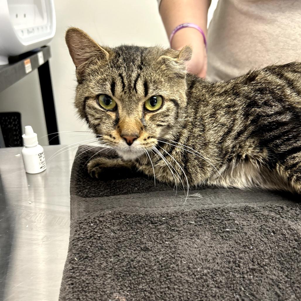 Enlarge Cyrus, a Adoptable Domestic Short Hair in Novelty, OH image 2/3