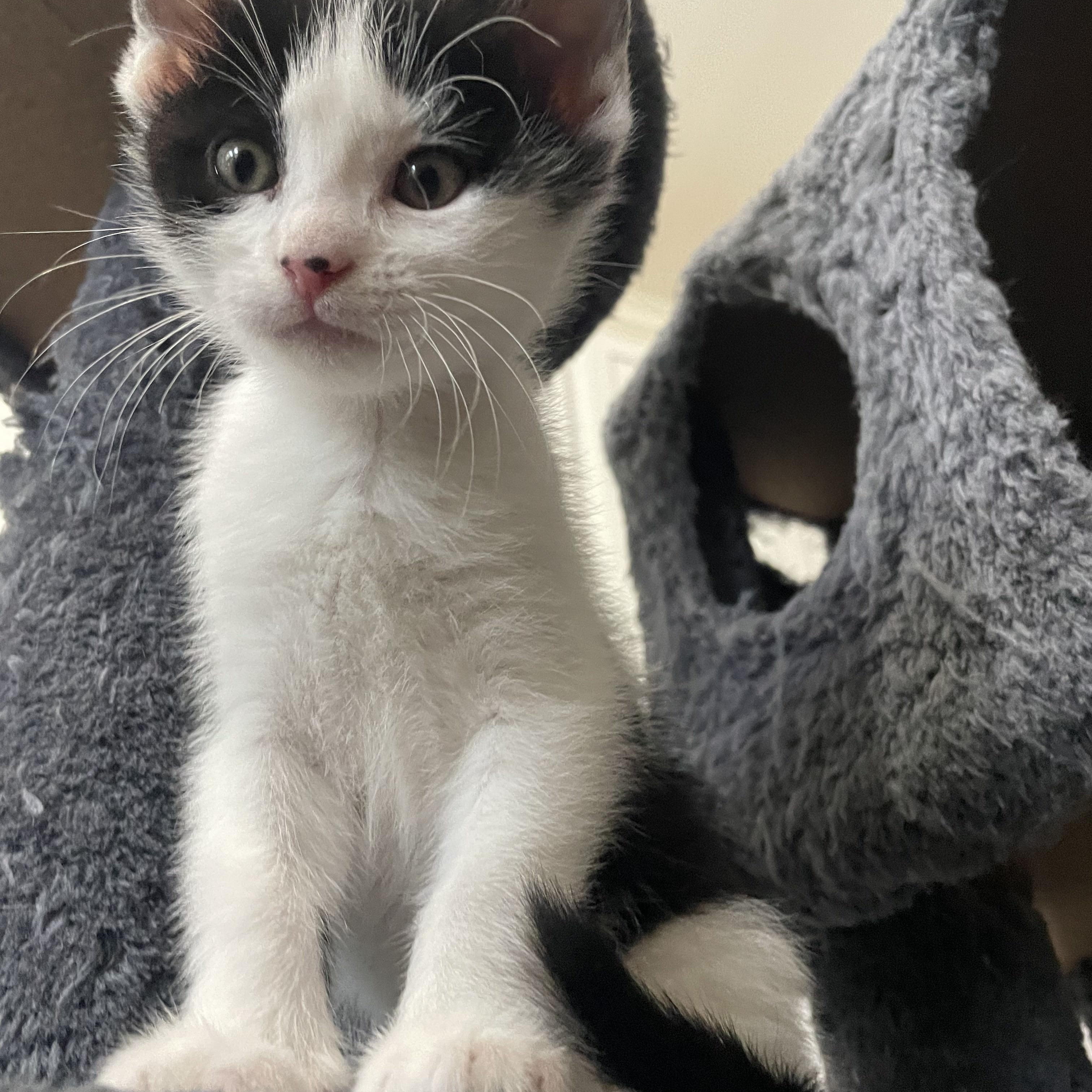 Enlarge Lexapro, a ADOPTABLE Domestic Short Hair in Bryan, TX image 4/4