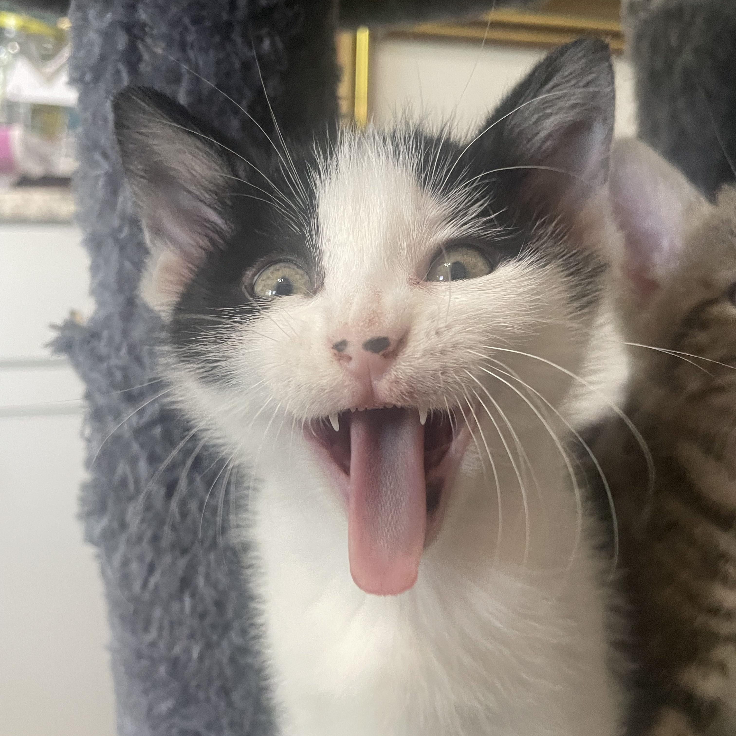 Lexapro, ADOPTABLE, Kitten Male Domestic Short Hair.