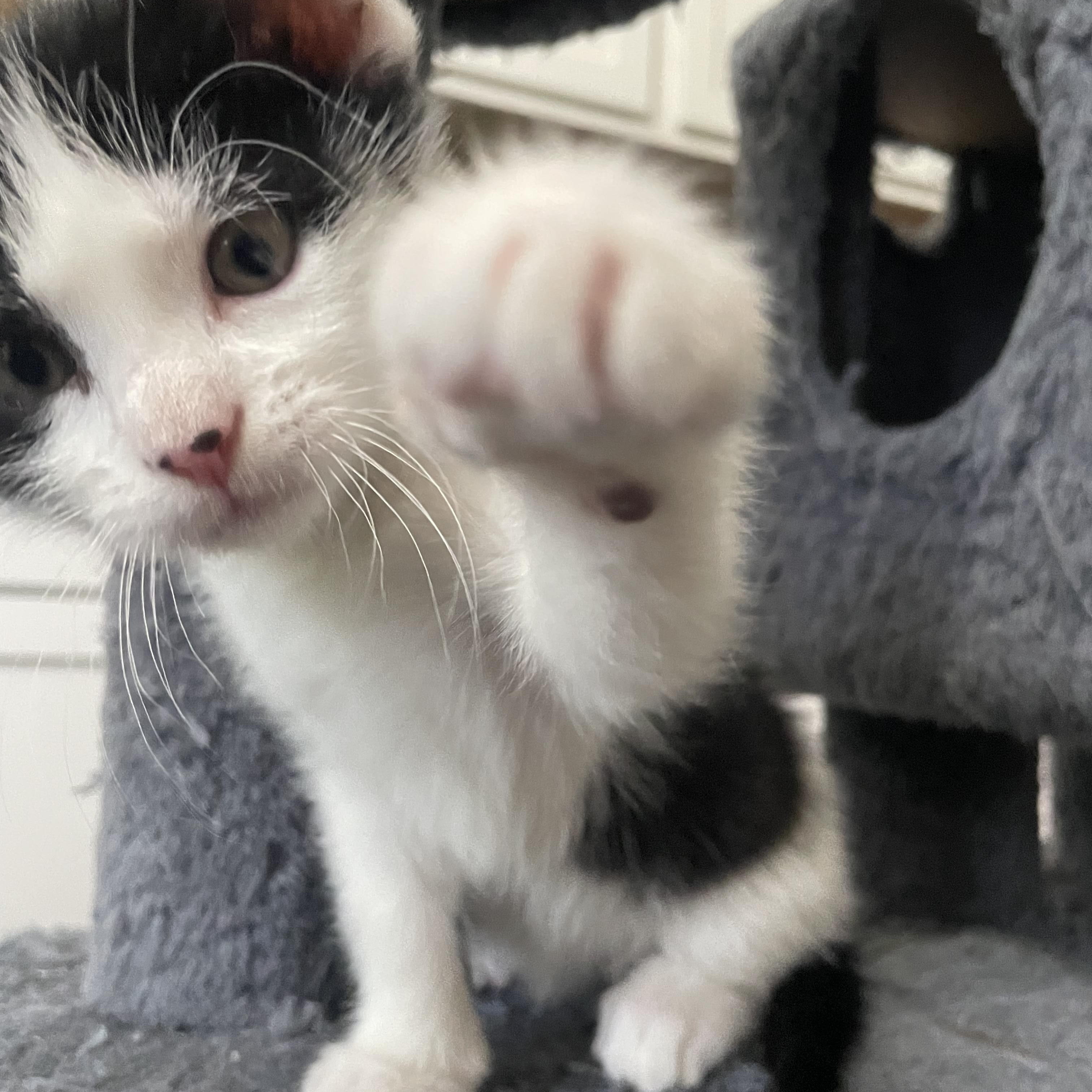 Enlarge Lexapro, a ADOPTABLE Domestic Short Hair in Bryan, TX image 3/4