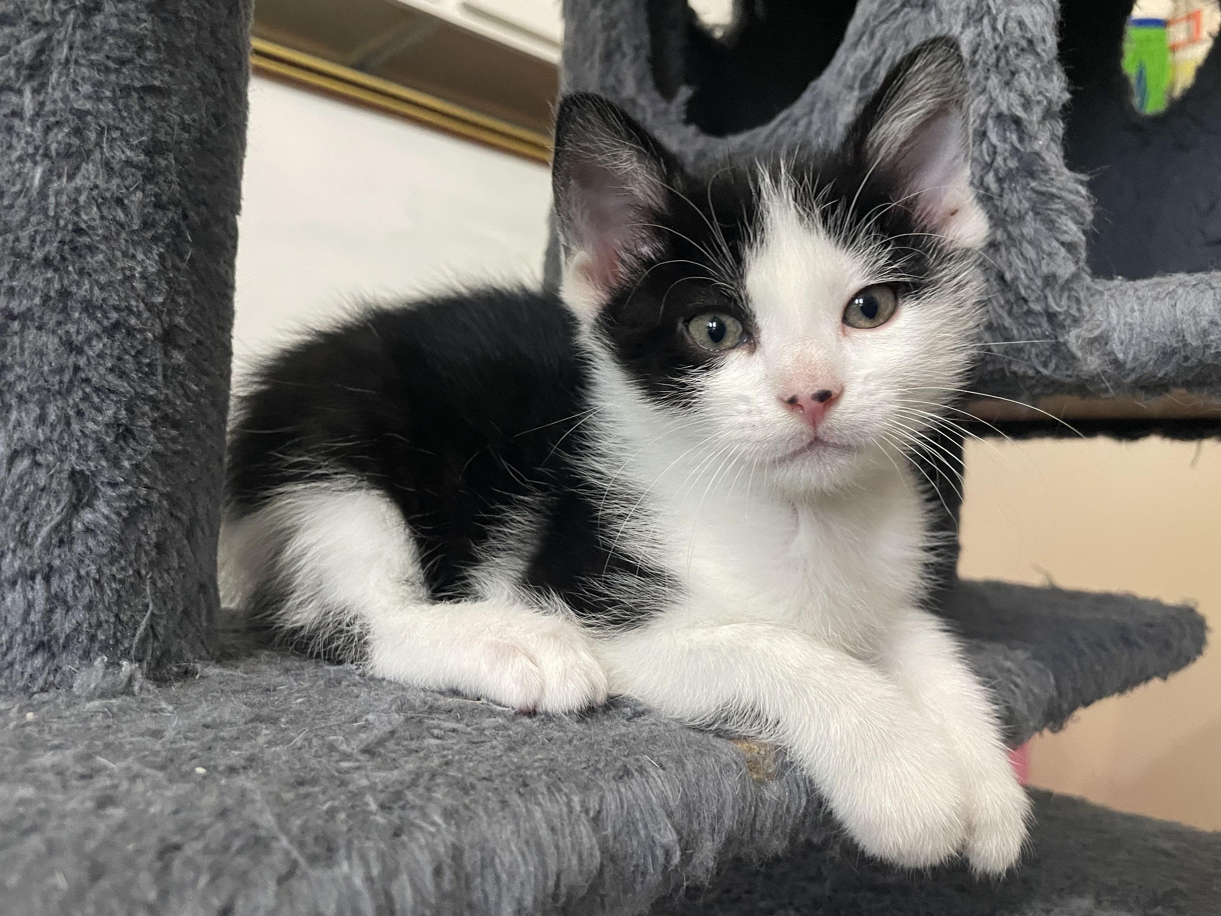 Enlarge Lexapro, a ADOPTABLE Domestic Short Hair in Bryan, TX image 2/4