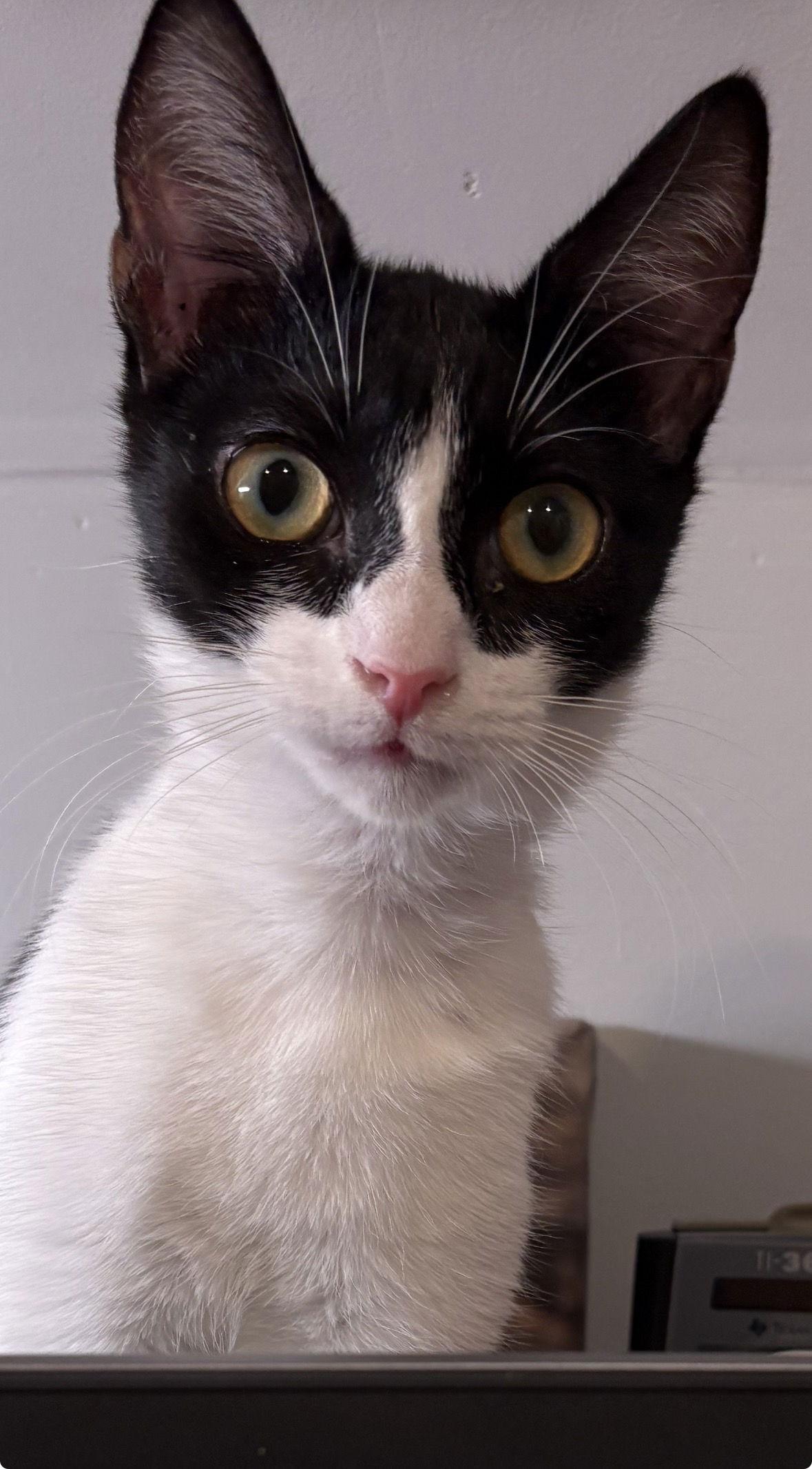 Evie, a Adoptable Domestic Short Hair in Cary, NC image 1/2