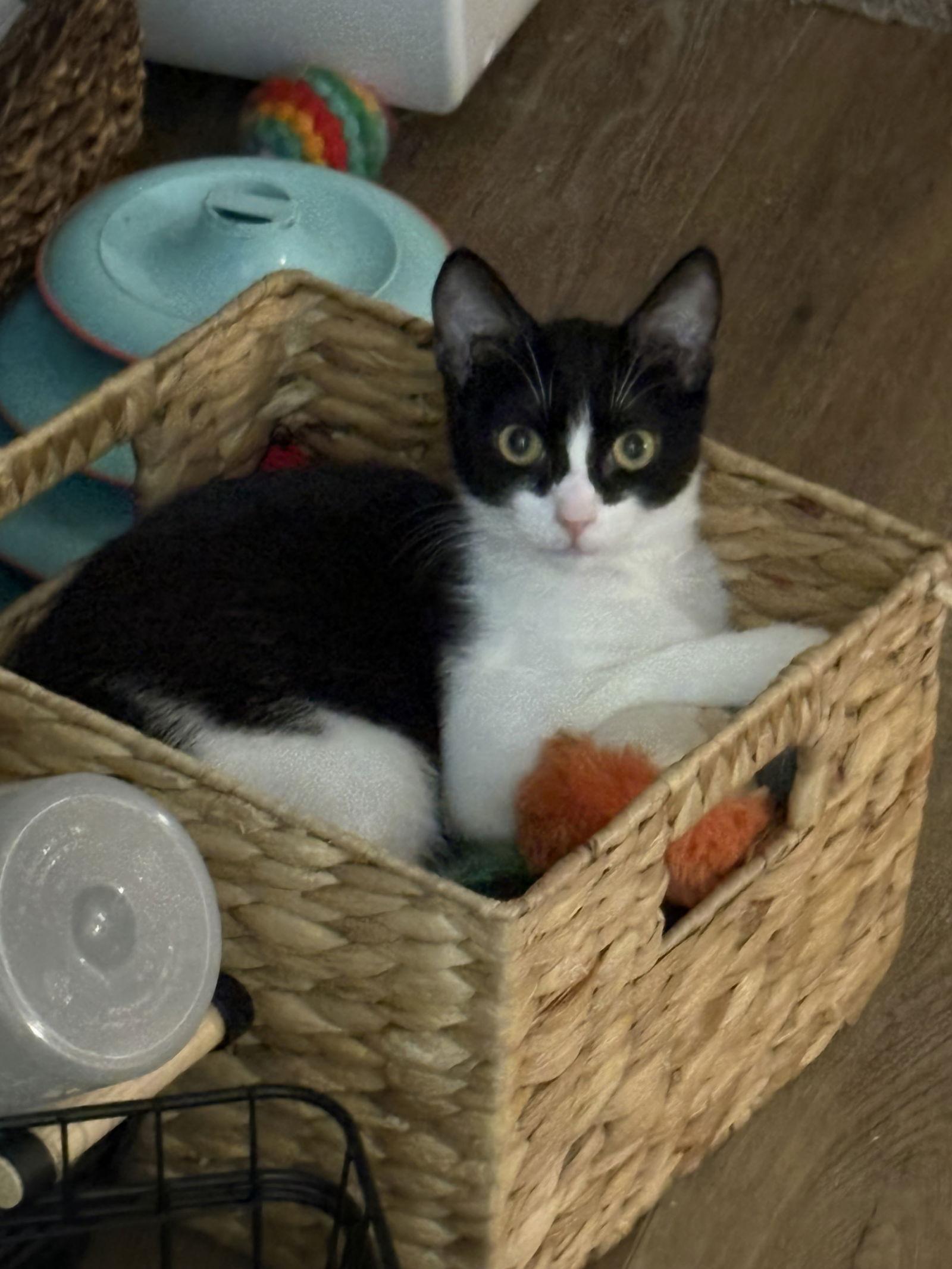 Evie, a Adoptable Domestic Short Hair in Cary, NC image 2/2