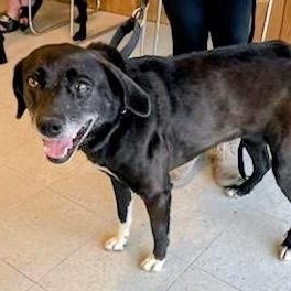 Enlarge Lolly, a ADOPTABLE mixed breed in Hopkinton, MA image 3/3