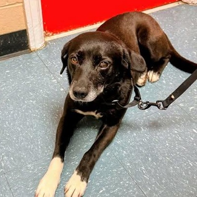 Enlarge Lolly, a ADOPTABLE mixed breed in Hopkinton, MA image 1/3