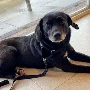 Enlarge Lolly, a ADOPTABLE mixed breed in Hopkinton, MA image 2/3