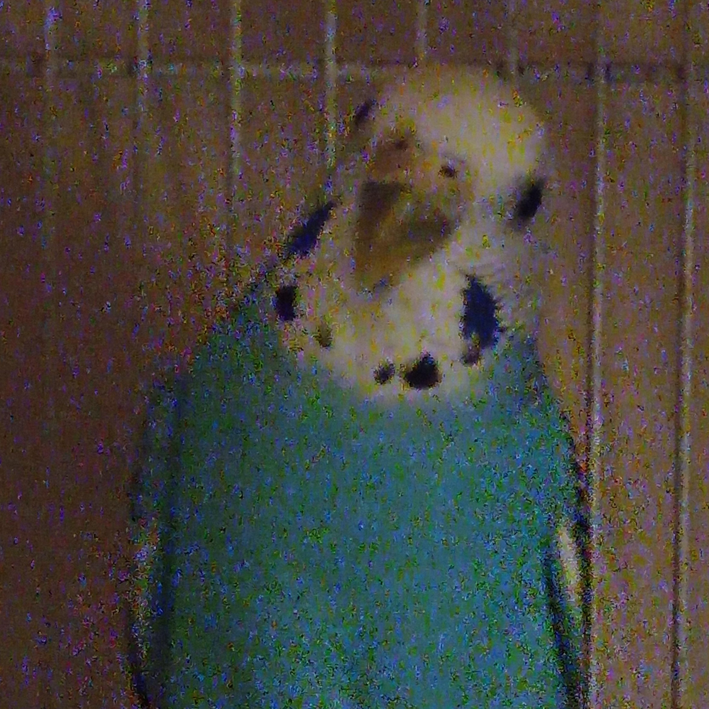 Agnes, Adopted, Adult Female Budgie / Budgerigar.