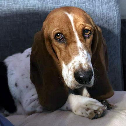 Enlarge EMILY - ADOPTION PENDING!, a Adoptable Basset Hound in Mays Landing, NJ image 2/3